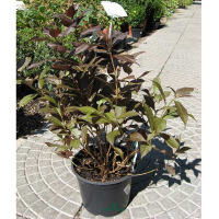 Вейгела купить