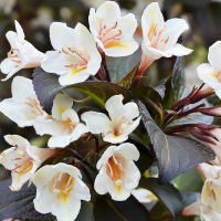 Вейгела цветущая Эбони энд Айвори купить