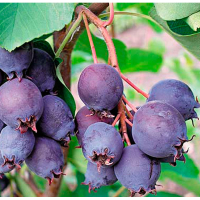 Ирга ольхолистная Обелиск купить