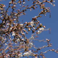 Слива японская (Сакура) Койо-но-май купить