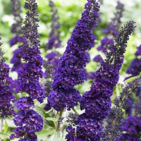 Буддлея Черный рыцарь купить