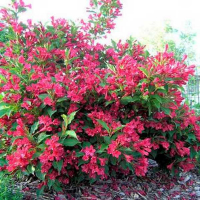 Вейгела цветущая Румба купить