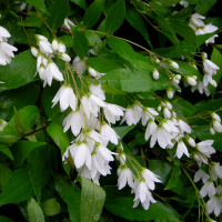 Дейция гибридная Строберри купить