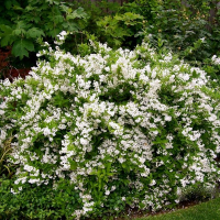 Дейция купить