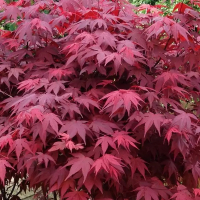 Клен пальмолистий Диссектум Гарнет купить