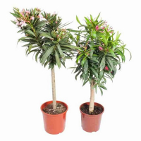 Олеандр купить