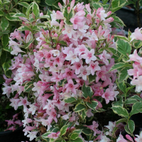 Вейгела цветущая Вариегата купить