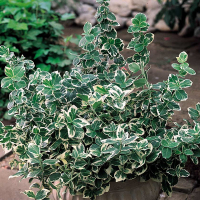 Бересклет форчуна Эмеральд Гаети купить