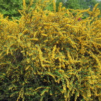 Барбарис узколистный купить