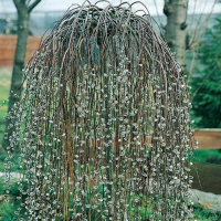 Верба (Ива) Армандо штамб купить