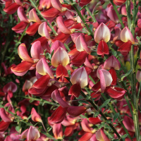 Ракитник Roter Favorit на штамбе купить