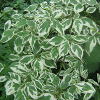 Дерен белый Элегантиссима купить