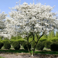 Ірга Ламарка купить