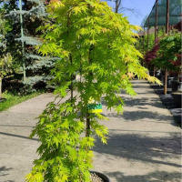 Клен віяловий Cascade Gold штамб купить