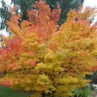 Клен веерный Sangokaku купить