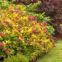 Спирея японская Голдфлейм купить