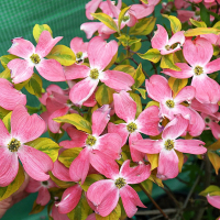 Дерен цветущий Cherokee Sunset купить