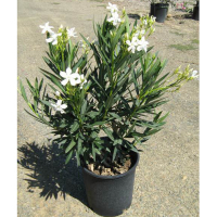 Олеандр Bianco купить