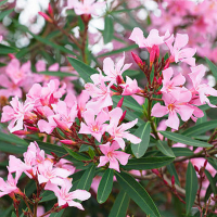 Олеандр Rosso купить