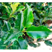 Падуб остролистный Green купить