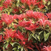 Пієріс японський Variegata купить