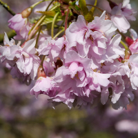 Слива японская (Сакура) Ошидори купить