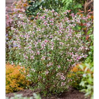 Філадельфус Petite Perfume Pink купить