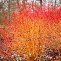 Дерен кроваво-красный Midwinter Fire купить