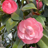 Камелия японская Rosso купить