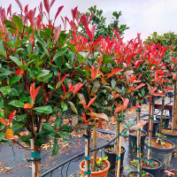 Фотинія Ред Робін на штамбi купить