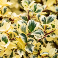 Падуб мезерва Casanova купить