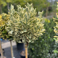 Бересклет японский Браво штамб купить