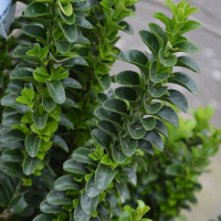 Бересклет японский Benkomasaki Erecta купить