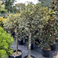 Падуб остролистный Аргентиа Маргината штамб купить