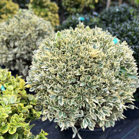 Бересклет японський Браво куля купить