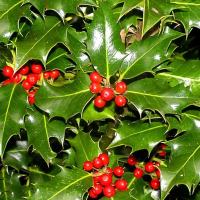 Падуб дуболистный купить