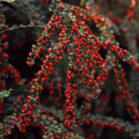 Кизильник Horizontalis купить