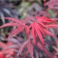 Клен веерный Pixie купить