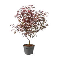 Клен віяловий Роял Гарнет купить