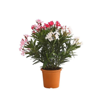 Олеандр Триколор купить