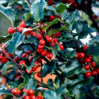 Падуб Мезерва Блю Ангел купить