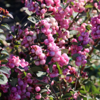 Снежноягодник Doorenbosii Little Berry купить