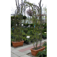 Граб обыкновенный (арка) купить