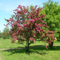 Глід середній Пауль Скарлет купить