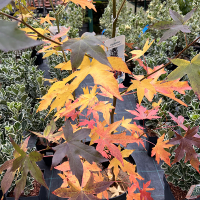 Ликвидамбар смолоносный купить