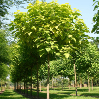 Катальпа бигнониевидная Нана купить