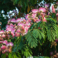 Альбіція ленкоранська купить