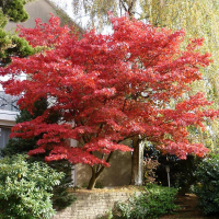 Клен віяловий (пальмолистий) Бладгуд купить