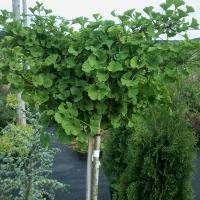 Гінкго дволопатевий купить