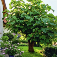 Павлівня, 1,5 м купить